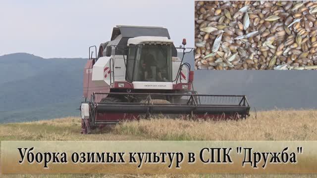 Уборка озимых культур в СПК "Дружба" смотреть онлайн
