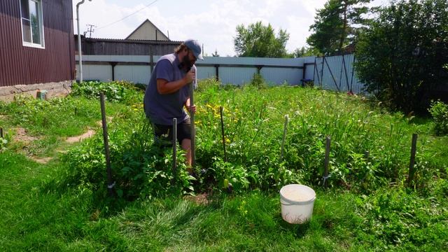 ЗАХОТЕЛ КАРТОШКИ ВЫКОПАЛ ЦВЕТУЩУЮ БОТВУ В ИЮЛЕ Вкусно кушаем пирог смотреть онлайн