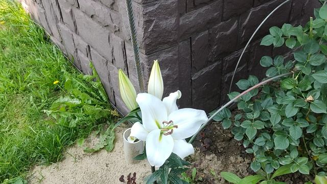 Лилия Замбези. От-гибрид смотреть онлайн