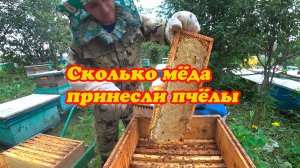 СКОЛЬКО МЁДА ПРИНЕСЛИ ПЧЁЛЫ НА ДОМАШНЕМ ТОЧКЕ,ОТБОР РАМОК С МЁДОМ.