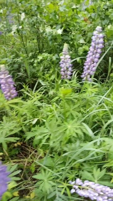 Цветочки смотреть онлайн