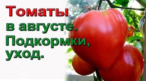 Подкормка томатов в августе полная схема