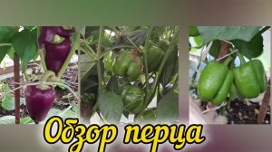 Обзор перца в конце июля