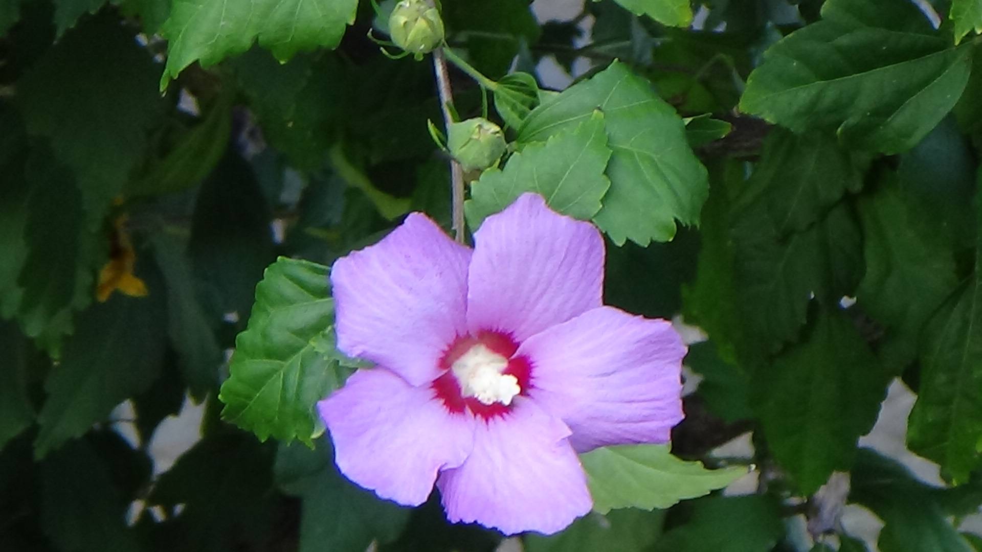 река Цусхвадж в Солониках Краснодарского края