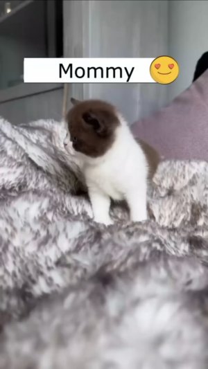 Мама, я потерялся 😿