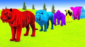 Мультики про животных. Дикие животные： горилла, тигр, бегемот. Смотреть онлайн Мультики для детей