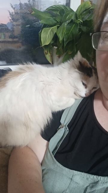 Слушаем кошачье мурчание и медитируем