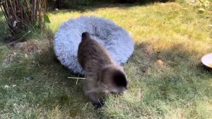 Кто переживает, что Финик не может кусать, смотрите, какие у него уже РАСТУТ КЛЫКИ!