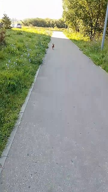 Риччи 🐕 смотреть онлайн