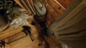 Лиса-Алиса. Лиса закопала все свое печенье, но ей этого было мало