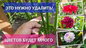 Как выращивать георгины летом 🌞 Что нужно удалить в период цветения 🌸 Как сделать подвязку