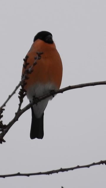 Снегирь, наблюдение птиц в Великом Новгороде, 4 января 2025 смотреть онлайн