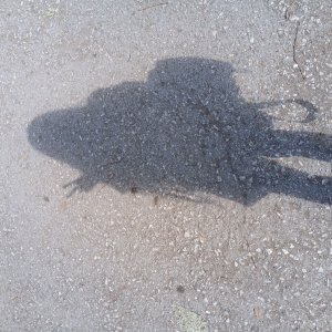в Белово