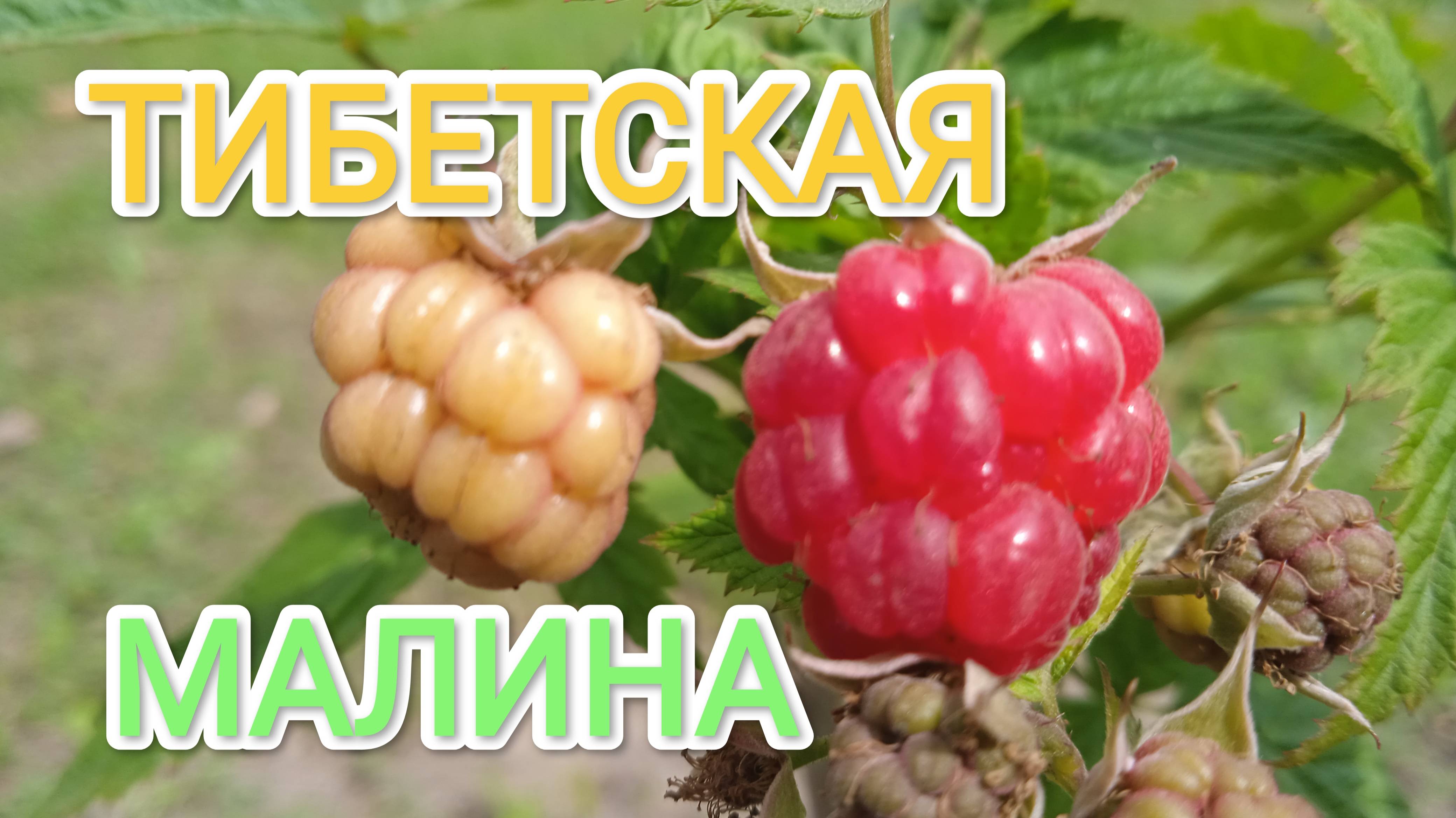 Чудо-ягода Тибетская малина Что в итоге выросло