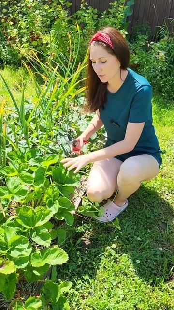 Что делать с клубникой после сбора урожая смотреть онлайн