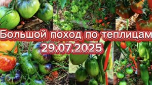 29.07.2925 Прогулка по четырем теплицам с томатиками.