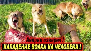 НАПАДЕНИЕ ВОЛКА НА ХОЗЯИНА !!! ЧТО С ТАЛО С ДОМАШНИМ ВОЛКОМ ?? Я В ШОКЕ...