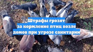 Штрафы грозят за кормление птиц возле домов при угрозе санитарии