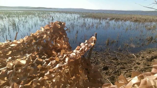 Охота на селезня утки и вредителя серую ворону смотреть онлайн