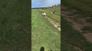 Как обманывают при продаже коз. Первая серия. Обман при продаже козы. Разоблачение обманщиков.