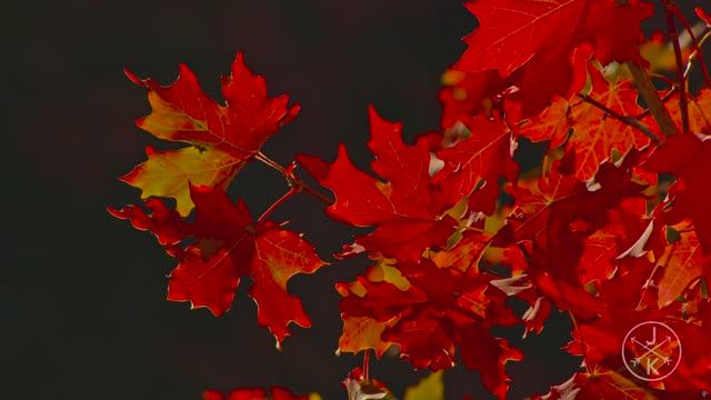 КРАСОЧНЫЙ УРОЖАЙ 8K HDR 60P (DolbyVision)