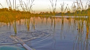 КРУПНЫЙ ЛИНЬ НА УДОЧКУ, ОДИН ЗА ДРУГИМ! ВОТ ЭТО УДАЧНАЯ РЫБАЛКА! Рыбалка на поплавок гусиное перо