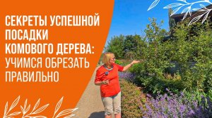 КАК ПЕРЕСАДИТЬ\ ПОСАДИТЬ ДЕРЕВО: РОЛЬ ОБРЕЗКИ В УСПЕШНОЙ АДАПТАЦИИ
