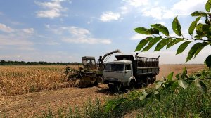 Уборка силоса стартовала!