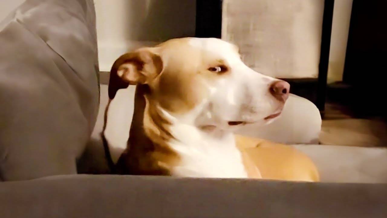 Генеральный директор side eye 🐶 Смешное видео про собак 2025 года🤣 Смеешься — проигрываешь смотреть онлайн