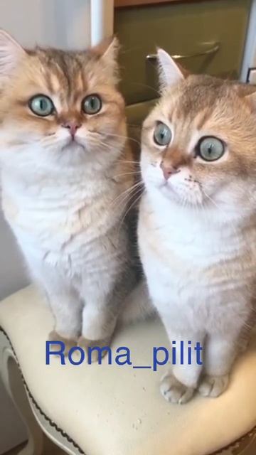 #котэ #с маслом #глазки смотреть онлайн