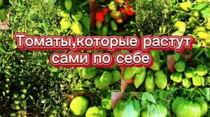 Томаты растут сами по себе,без ухода.Открытый грунт.
