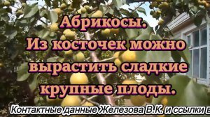 Абрикосы. Из косточек можно вырастить сладкие крупные плоды.