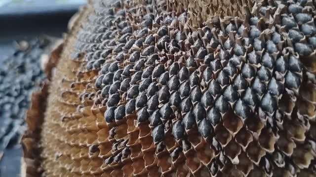 08.10.2024. Мой день. собираю семена подсолнуха. смотреть онлайн