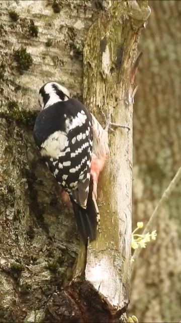 Белоспинный Дятел, наблюдение птиц в Великом Новгороде, 4 мая 2025 смотреть онлайн