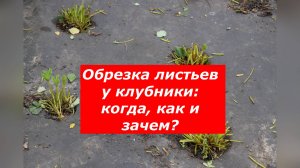 Как обрезать клубнику в июле: полезные советы
