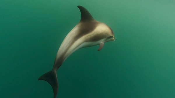 КАК МЫ ПОЙМАЛИ ДЕЛЬФИНА. ЮБИЛЕЙНЫЙ ТРАКТОР.