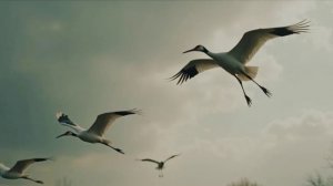 ОСЕННИЙ ВАЛЬС.video