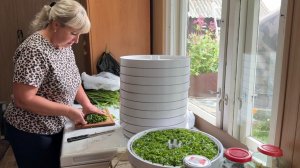 Поговорим о СУШКЕ РЕПЧАТОГО 🧅 и не только. На ужин ДРАНИКИ. Собрала 🍅