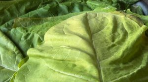 Первая ломка Табака(Крепыш)