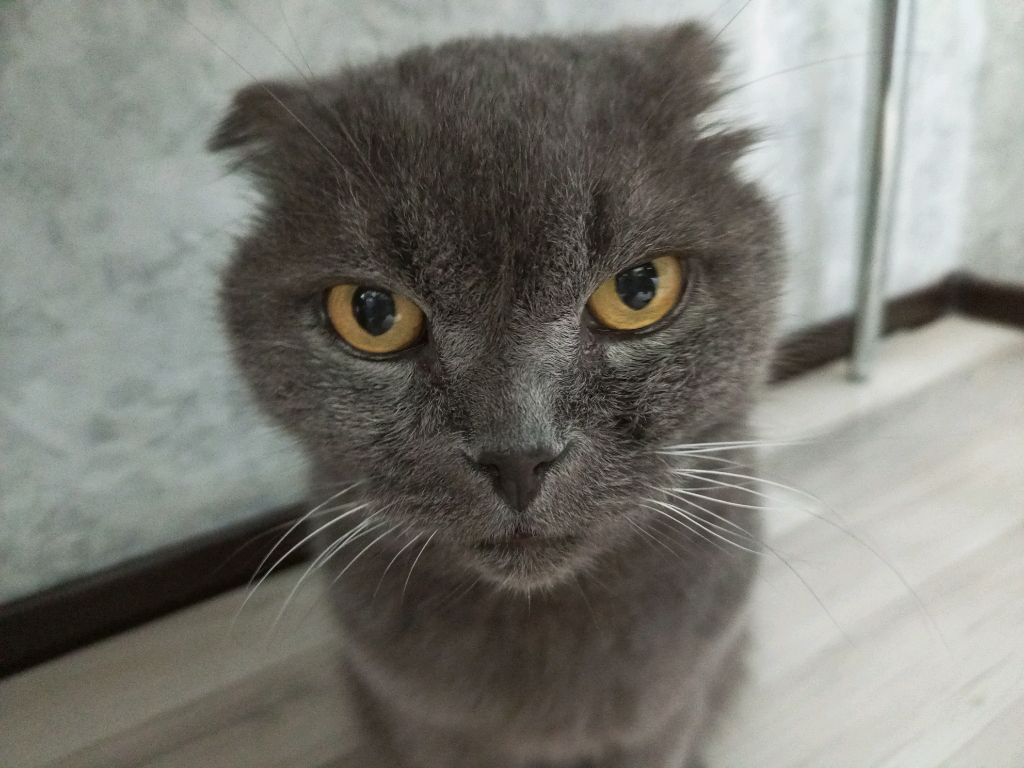 просто стрим