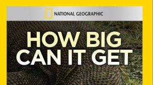 Гиганты мира животных 3 серия  «Самая большая ящерица» | NAT Geo