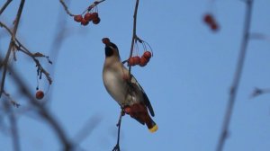 Какие виды птиц мигрируют в Самарскую область в период холодов?