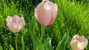 ИСПРАВЛЯЮ ОШИБКИ ПРОШЛОГО ГОДА. ПОСАДКА ТЮЛЬПАНОВ В КАШПО #тюльпаны #луковичныевкашпо #сад #посадка