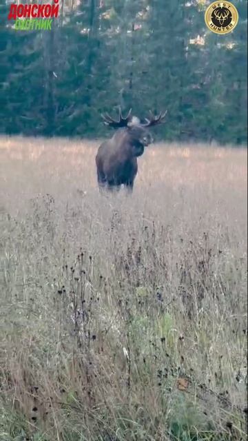 Охота на лося - ну очень Огромный лось смотреть онлайн