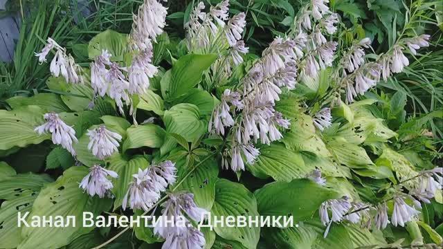 29.07.2025. По пути за огурцами. вести с огорода. заметки о лете 202529,08,2025 смотреть онлайн