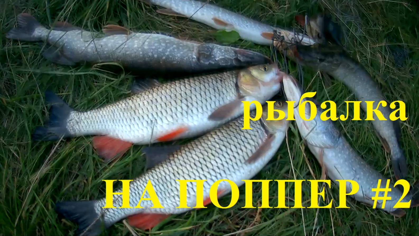 Рыбалка на поппер/ Азарт и адреналин! #2 смотреть онлайн