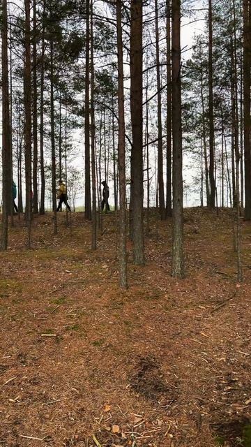 Обустроенное болото