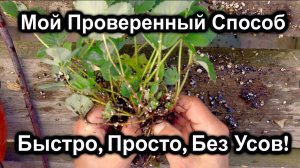 Мой Проверенный Способ: Размножение земляники Делением - Быстро и эффективно!