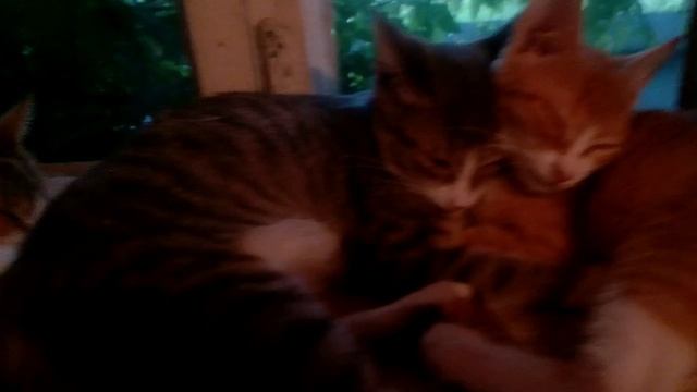 Братья-котики спят в форме сердечка смотреть онлайн