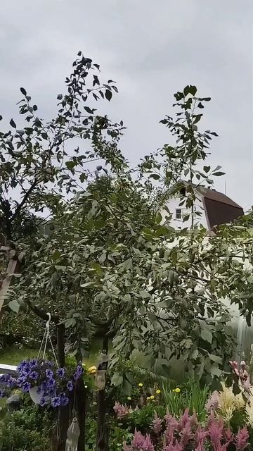 Красота смотреть онлайн